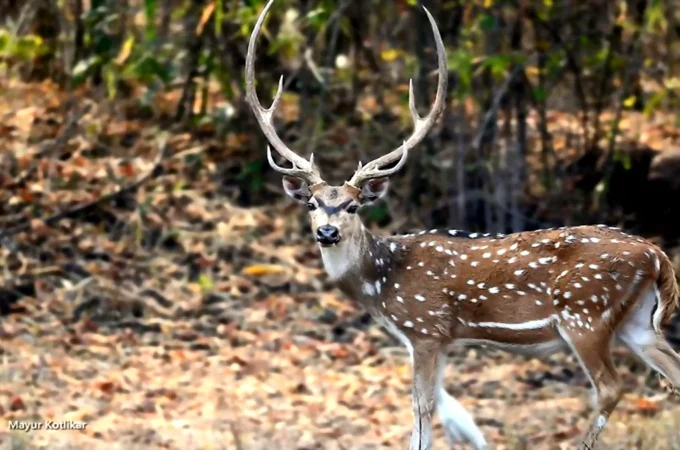 Axis Deer (Chital): lifestyle and very Amazing Facts