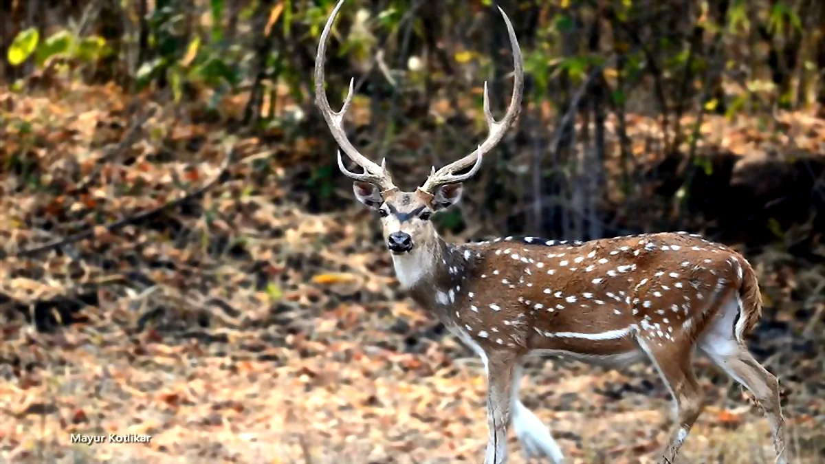Axis Deer (Chital): lifestyle and very Amazing Facts