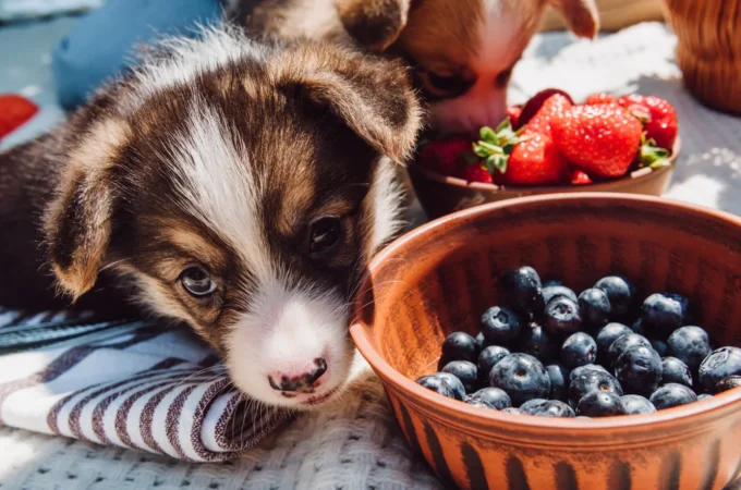Can dogs eat blueberries