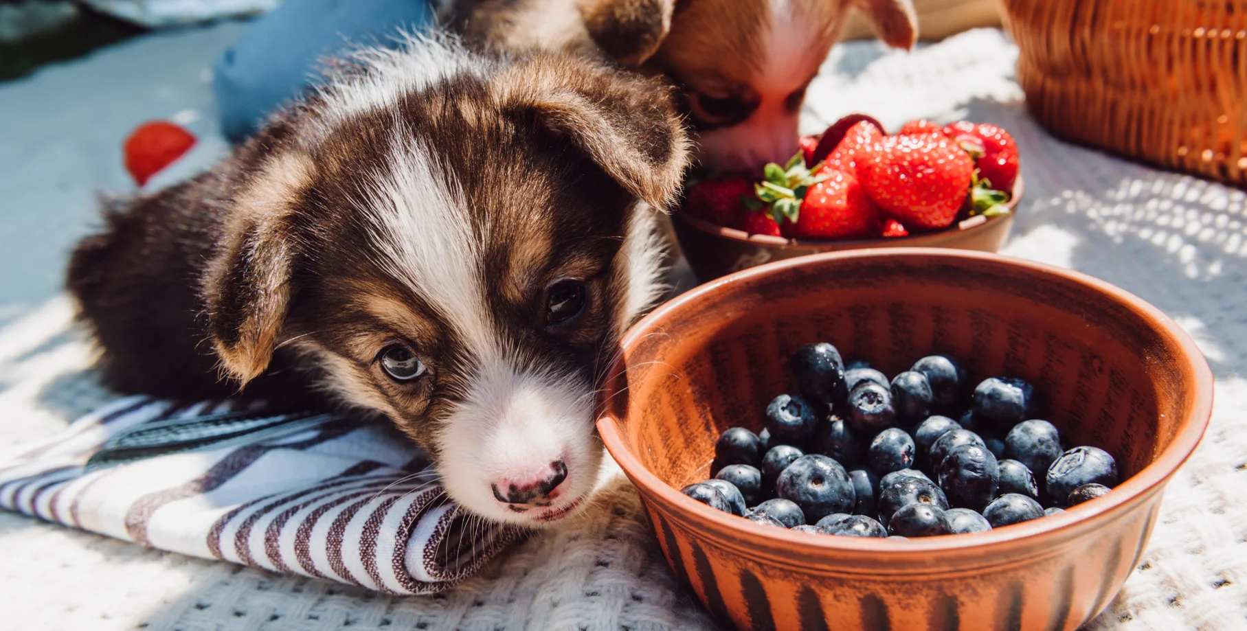 Can dogs eat blueberries