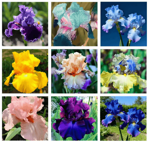 Iris Flower information, Meaning, Colors, and Symbolism Explained