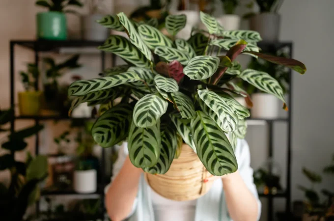 Hoya Plant: Beautiful and easy to grow in every home