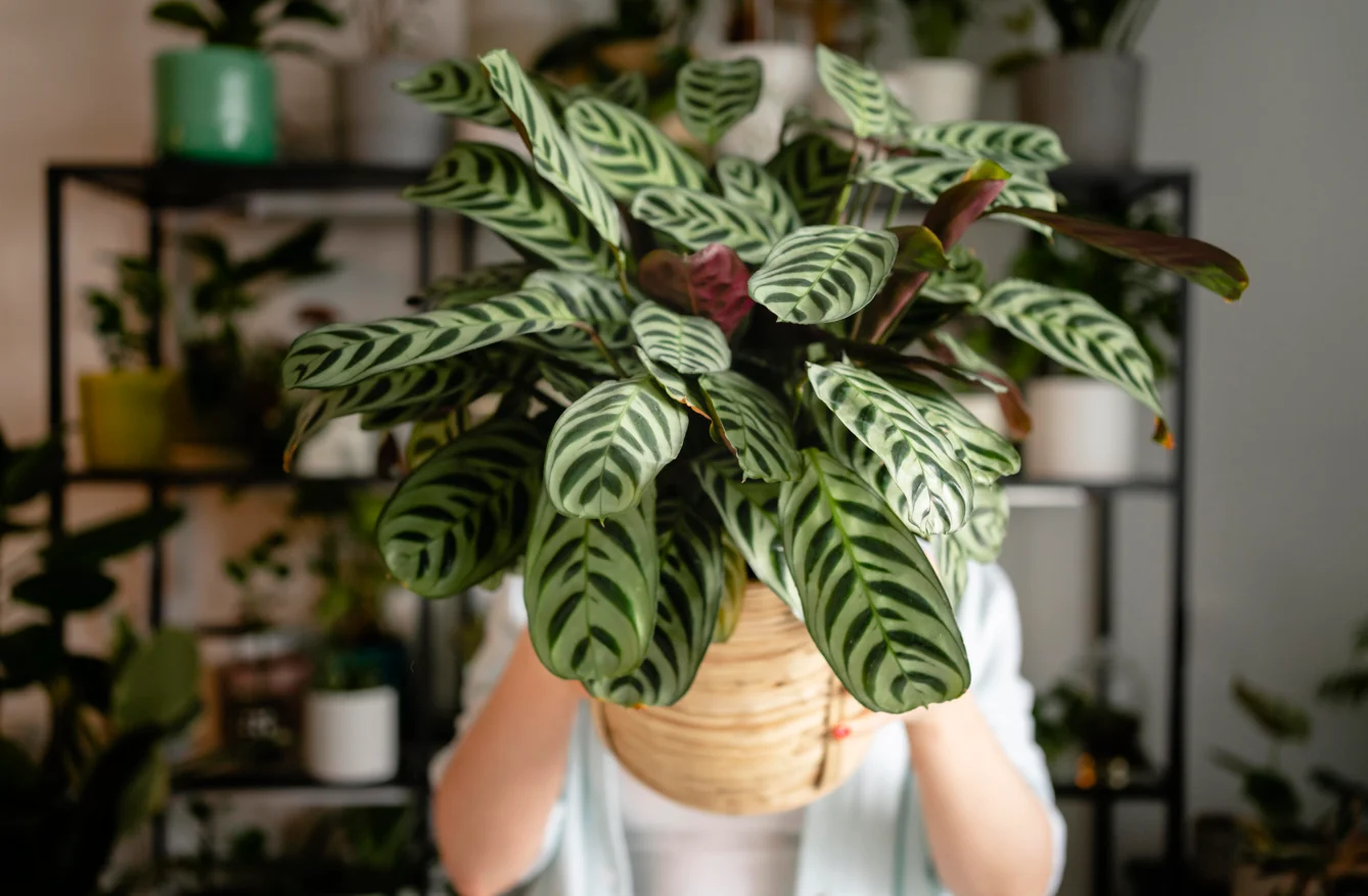 Hoya Plant: Beautiful and easy to grow in every home