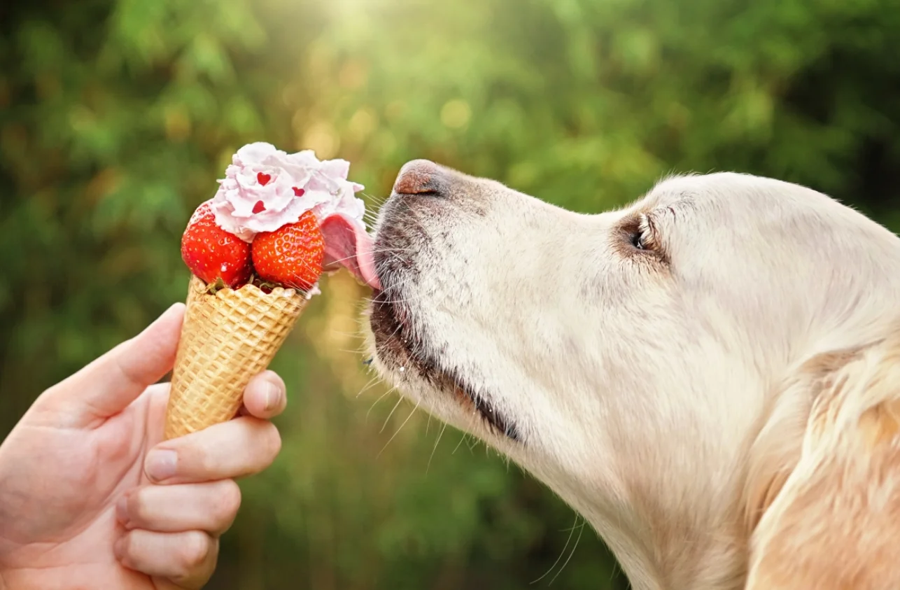 Can dogs eat strawberry ice cream