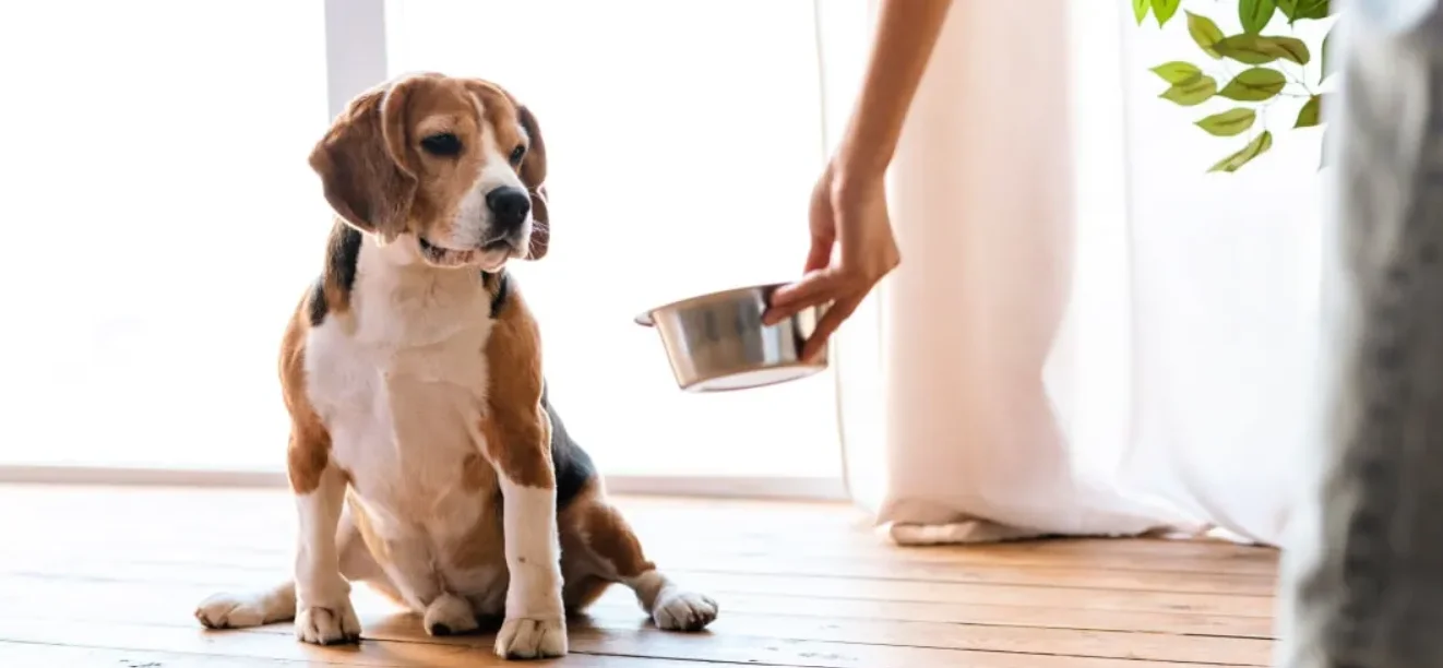Digestive upset for dogs usually
