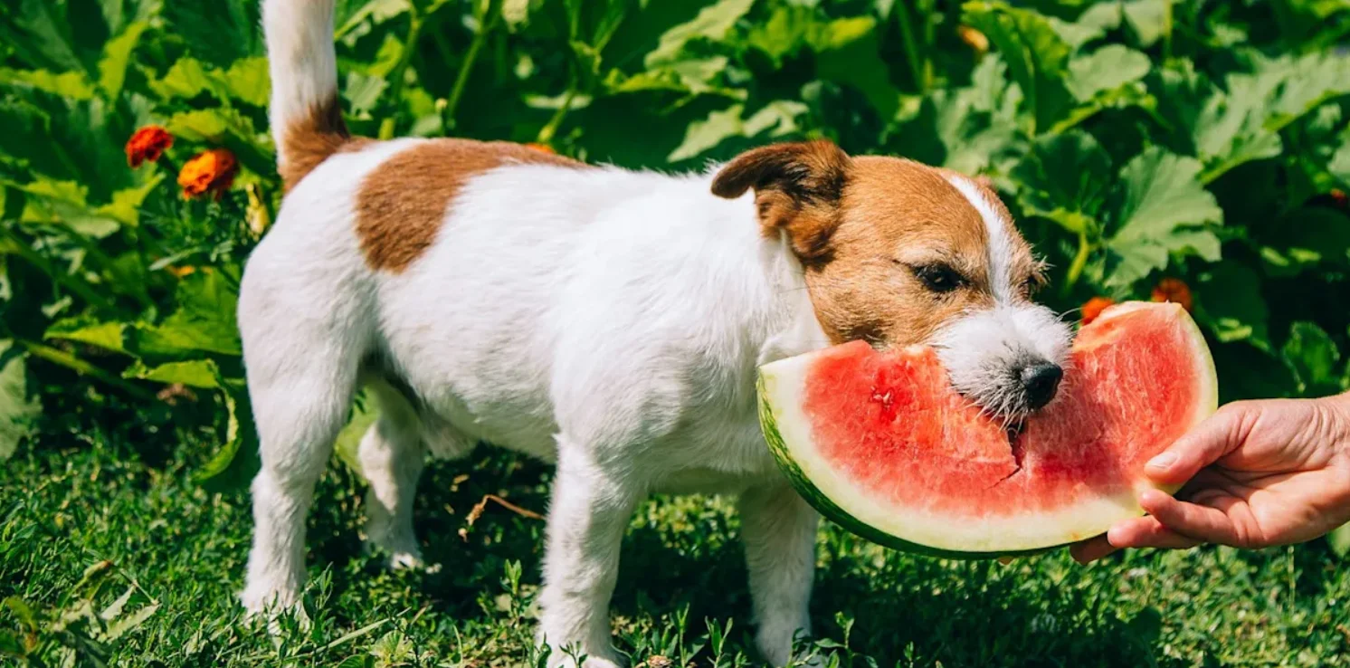 Can Dogs Eat Watermelon? Health tips and complete guidance