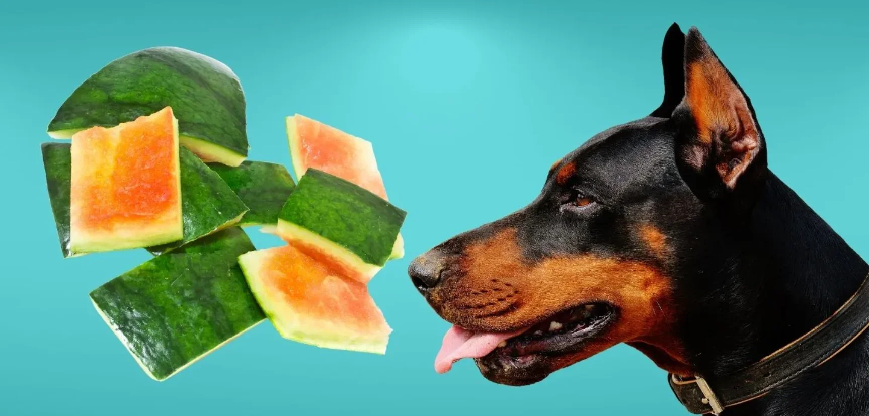 Can Dogs Eat Watermelon Rinds?