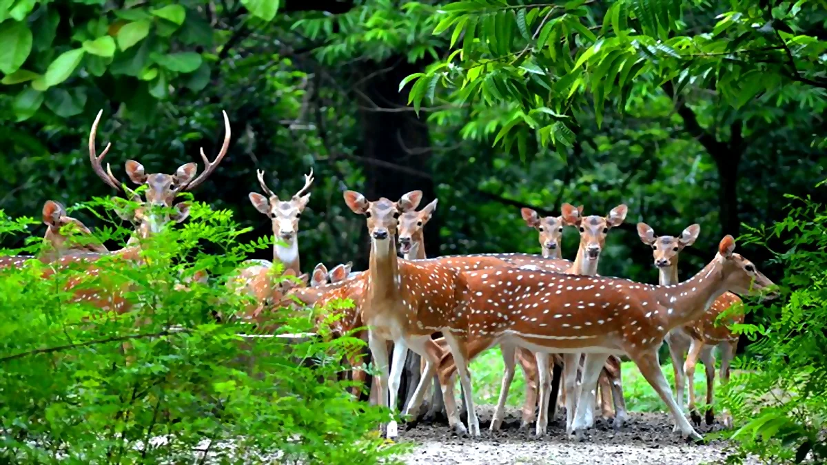 Learning about Chital 