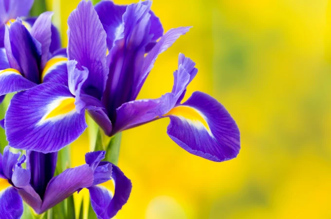 Iris Flower information, Meaning, Colors, and Symbolism Explained