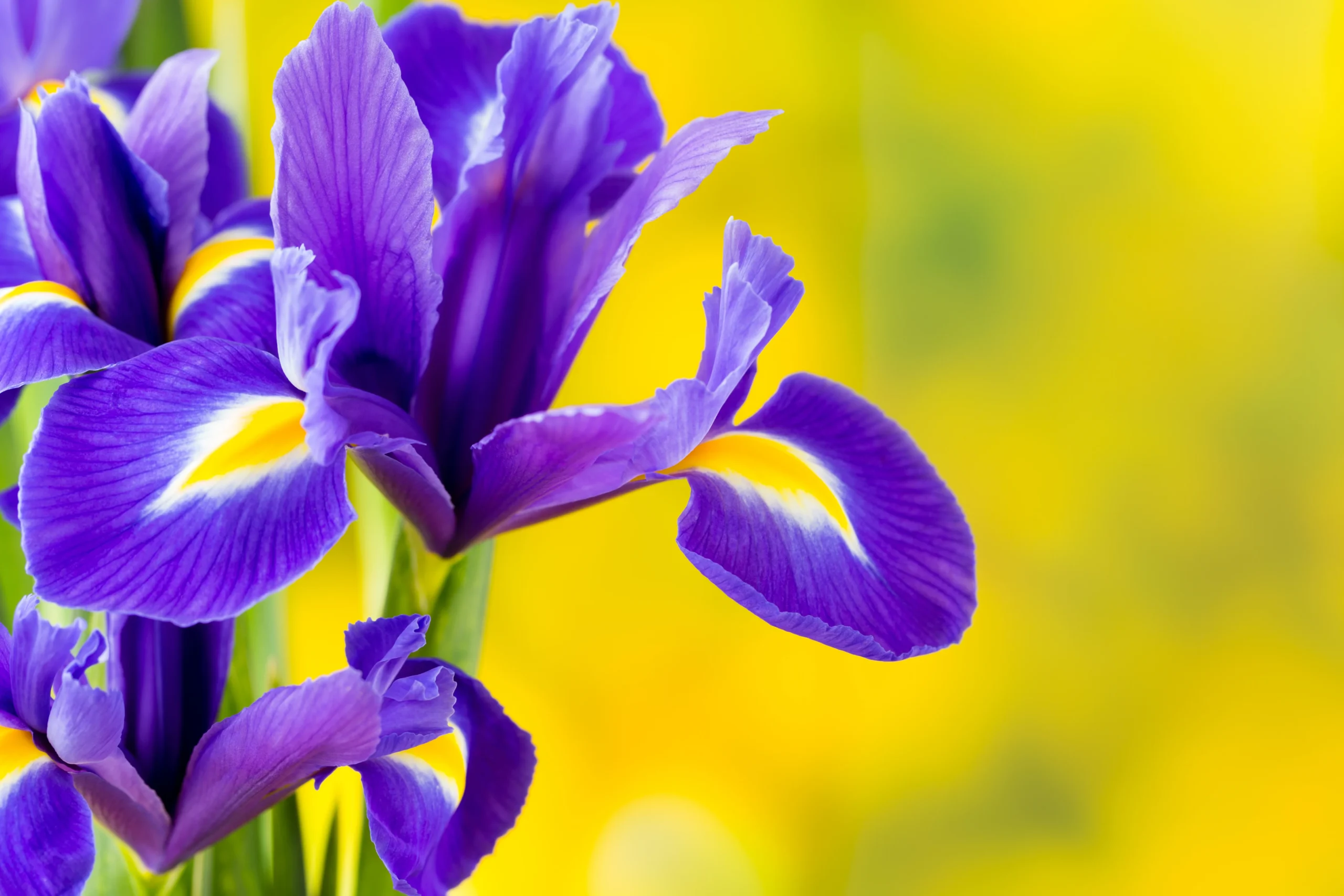 Iris Flower information, Meaning, Colors, and Symbolism Explained