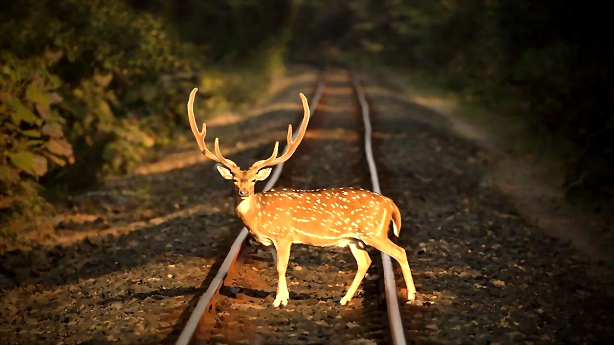 Why people like to hunt axis deer