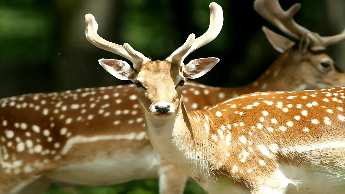 What is the axis deer?