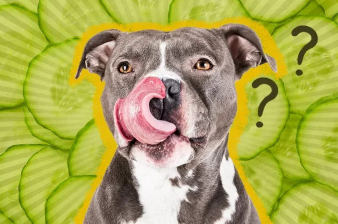 Can Dogs Eat Cucumbers? A Complete Guide to Benefits, Risks, and Safe Feeding