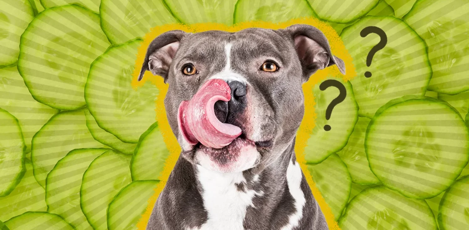 Can Dogs Eat Cucumbers? A Complete Guide to Benefits, Risks, and Safe Feeding