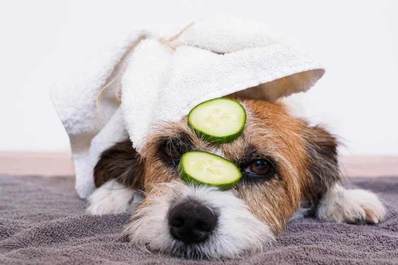 This depends on one thing: your dog's size.