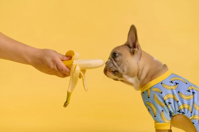 Can Dogs Eat Bananas? Pros and Cons Complete Safe Guide