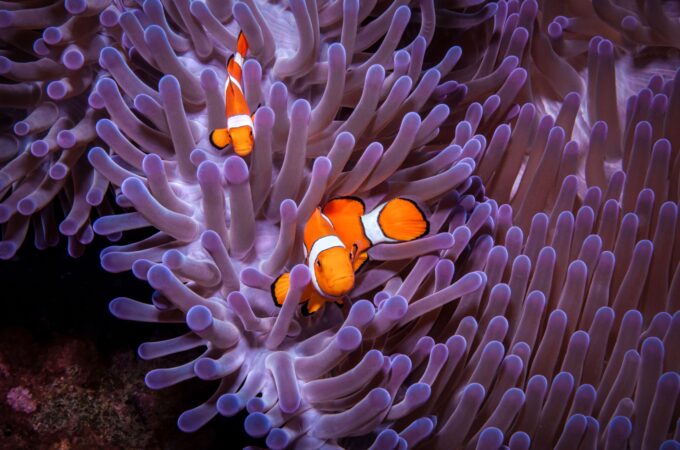 Clown Fish: Diet, Types, Life cycle, Behaviour, and Unique Facts